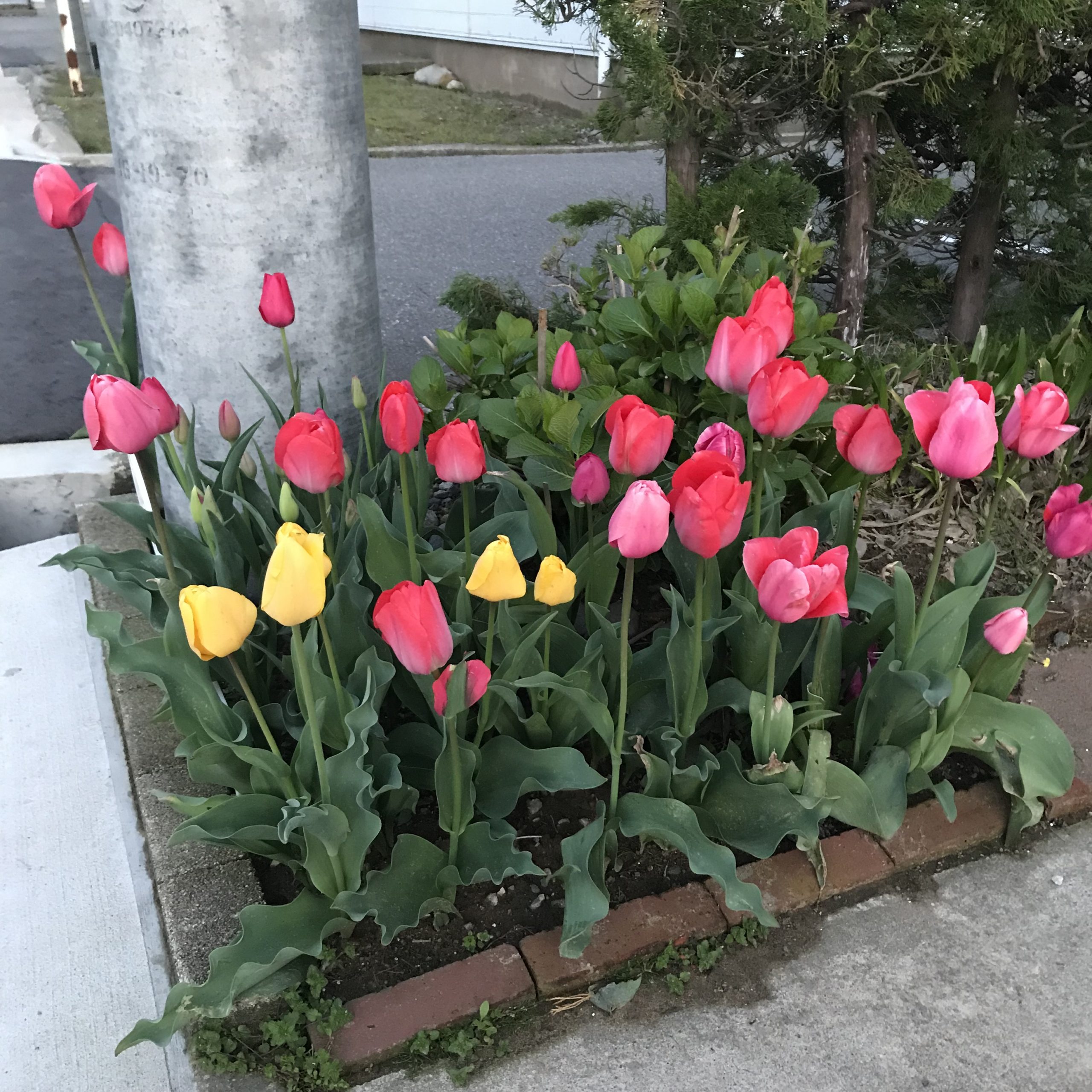 チューリップ 今年も咲きましたが 色が変なのは自然交配 たか爺の楽しい家庭菜園 ガーデニングなど