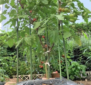 ミニトマト 1本の苗を2本仕立てにして収穫量を倍増する方法 たか爺の楽しい家庭菜園 ガーデニングなど