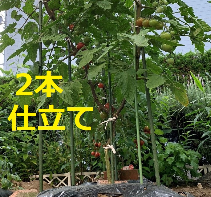 ミニトマト 1本の苗を2本仕立てにして収穫量を増やす方法 たか爺の楽しい家庭菜園 ガーデニングなど