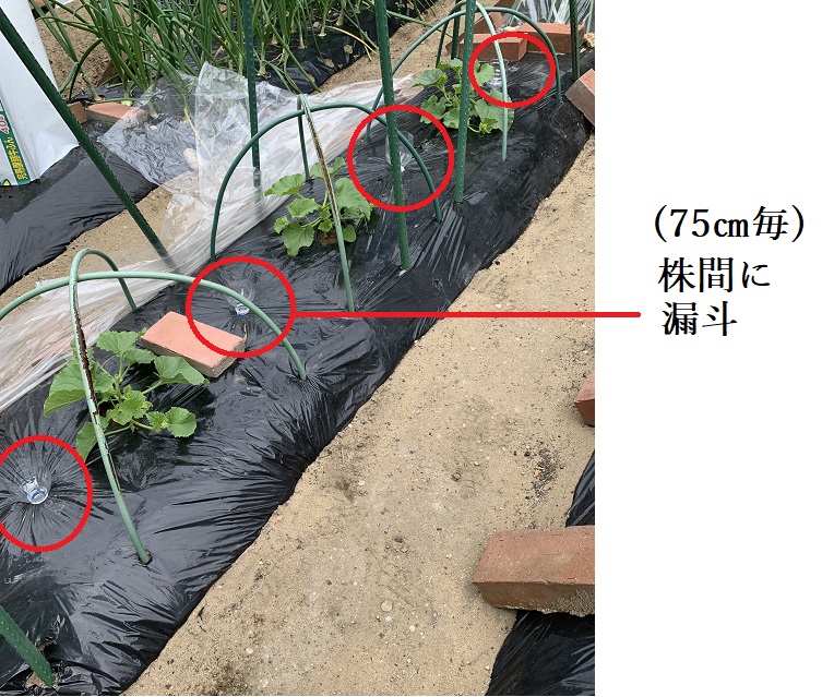 メロンの空中栽培での水のやり方を研究 露地栽培では難しい たか爺の楽しい家庭菜園 ガーデニングなど